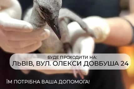 Благодійна ярмарка. Фото: Домівка врятованих тварин