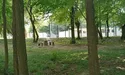 Одноразового посуду використовують більше, але повітря стало чистішим…