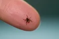 Маленьке, але підленьке. Кліщі чатують на людей і тварин
