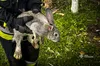 Рятувальники Львівщини врятували кроликів під час ліквідації пожежі