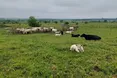 «Корів випустив у поле, а сам пішов на фронт»