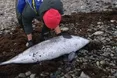 У Чорному морі загинули 32 дельфіни через розлив мазуту з російських танкерів