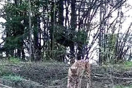 Фото НПП «Сколівські Бескиди»
