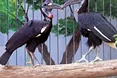 Носороги бувають і птахами