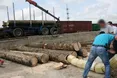 100 тисяч пачок цигарок перевезли... у стовбурах деревини