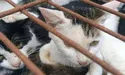У Китаї врятували тисячу котів, яких везли на… бійню
