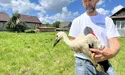 Лелеченят «охрестили» «Світязем» та «Лукою»