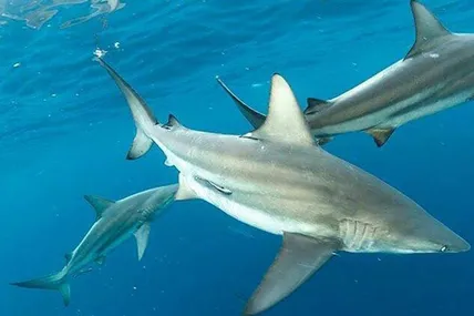 У Карибському морі живуть ненажерливі акули багатьох видів. Фото floridasharkdiving.com