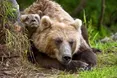 Ведмідь залишив чоловіка без обличчя