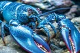 Омар, прекрасний як сапфір