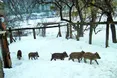 Дикі поросятка полюбляють шкірки від мандаринів