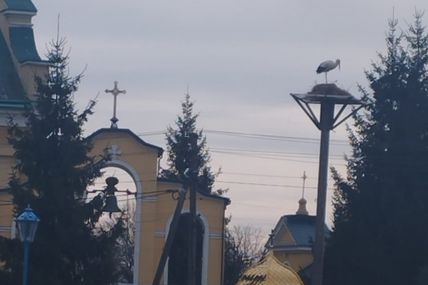 Лелеці-безхатьку повернули його гніздо