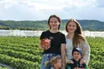 Суниця тішить урожаєм