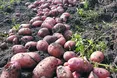 Картопля родить у працьовитих і передбачливих
