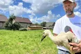 Лелеки забирають зі собою літо…