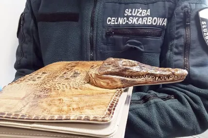 Та сама сумочка зі шкіри алігатора. Янукович зі своїми мештами зі шкіри страуса сховається... Фото Facebook.