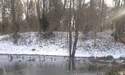 Жив з качками в курортному парку. А полетів один