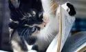 Коти-бібліомани прищеплюють дітям любов до книг