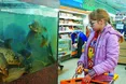 Ходова риба на базарі — короп, щука, форель...