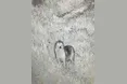 На кордоні камери зафіксували вовка (ВІДЕО)