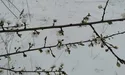 Білий сніг на білому цвіті…
