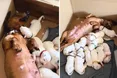 Такса «всиновила» 12 щенят-далматинців