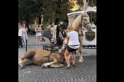 Скрін із відео