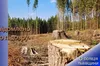Розкрадали ліс: керівникам лісництва на Львівщині оголосили про підозру