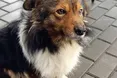 У селі Ладижинці є свій Хатіко