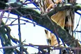 На подвір’ї селян поселилися символи мудрості
