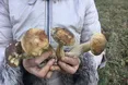 На носі - зима, а гриби ростуть, як під час теплої осені