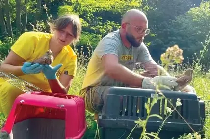 Акція з порятунку боривітрів. Скріншот відео і фото соцмереж