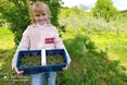 Варення і ліки пахнутимуть… хвоєю
