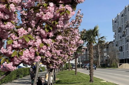 Місто столітніх сакур