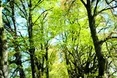 Посадила алею кохання на честь коханця...