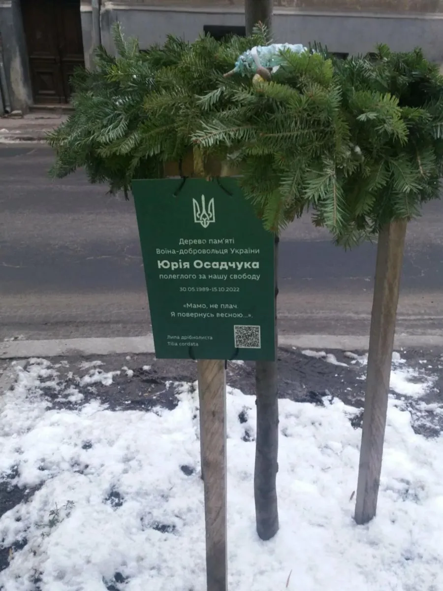 Так на вулицях Львова виглядають іменні деревця у пам'ять про полеглих воїнів. Фото автора.