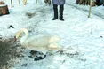 Лебідь зимує на сільському обійсті