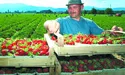 На польські «трускавки» бракує українських рук