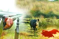 Стріляв на шум кабана у кущах – застрелив товариша…